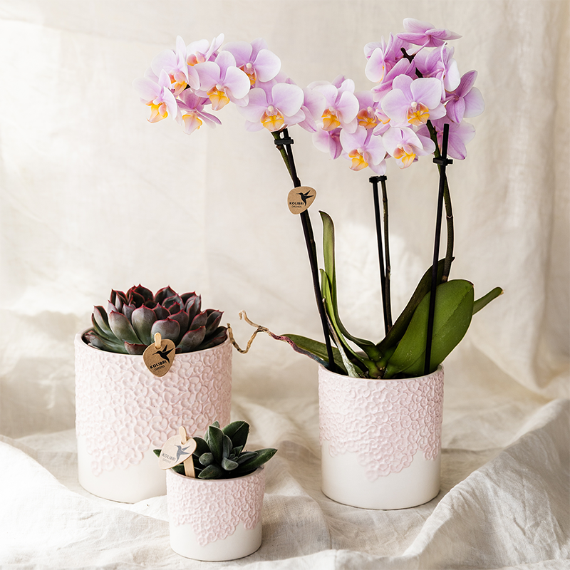 Combi deal, plant in pot