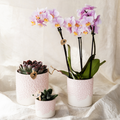 Combi deal, plant in pot