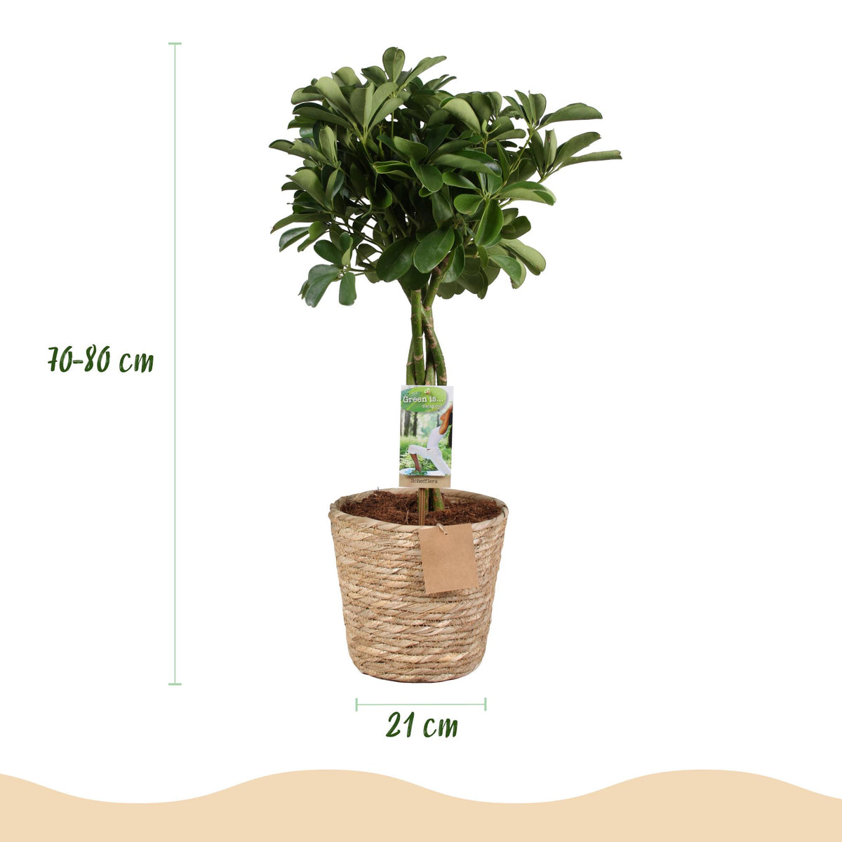 Schefflera Nora, groene bladeren