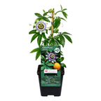 Passiebloem Passiflora caerulea, klimplant, P9 pot, sierlijke klimplant voor de tuin