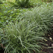 Carex morrowii &