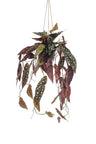 Kunstplant - Begonia Maculata - Stippenbegonia
