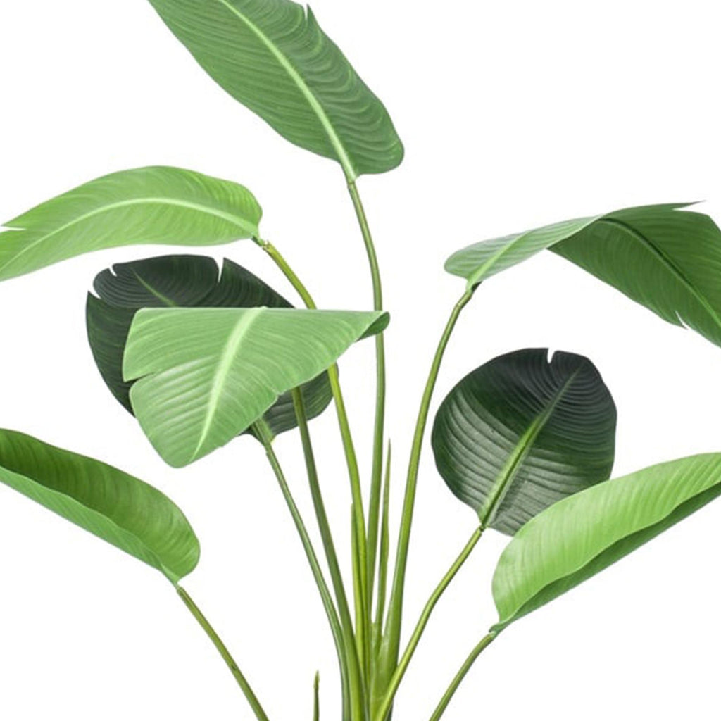Strelitzia, kenmerkend blad