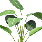 Strelitzia, kenmerkend blad