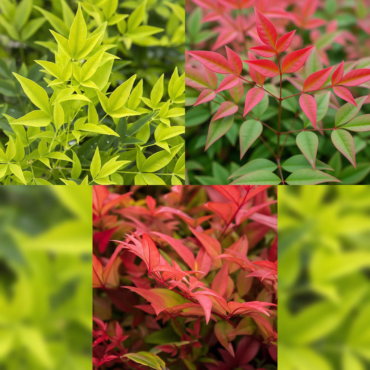 Nandina Tricolour, kenmerkend blad