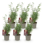 6x Fargesia nitida Red Dragon