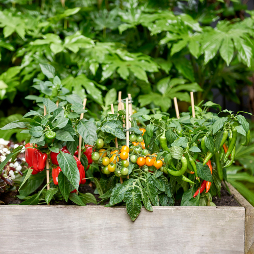 Rode plukgroente mix, tomaat, paprika, hete peper, 3 planten, detail van het blad