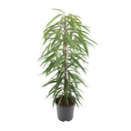 Detailfoto van Ficus Binnendijkii Alii