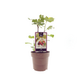 Ficus Brown Turkey, plant in pot