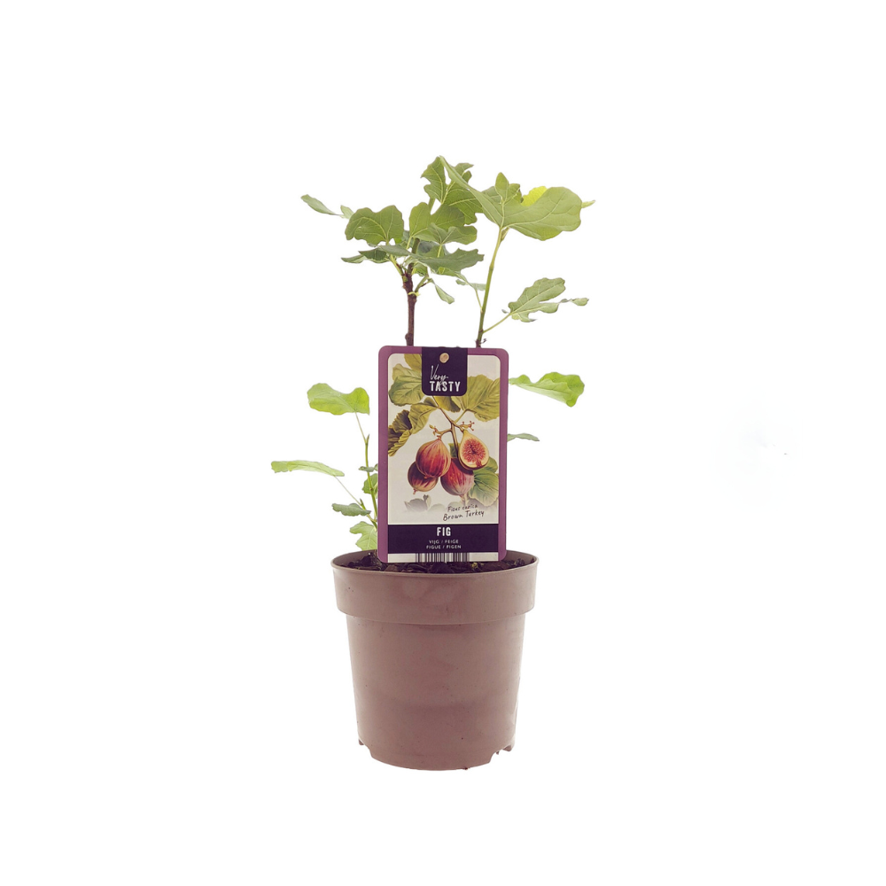 Ficus Brown Turkey, plant in pot