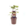 Ficus Brown Turkey