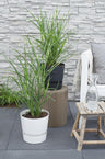 Miscanthus sinensis Strictus