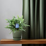 Phlebodium Blue Fern