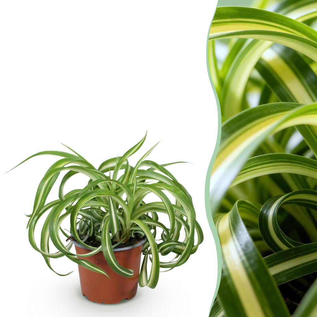 Chlorophytum comosum Bonnie, 20 cm hoog, groeiwijze van de plant