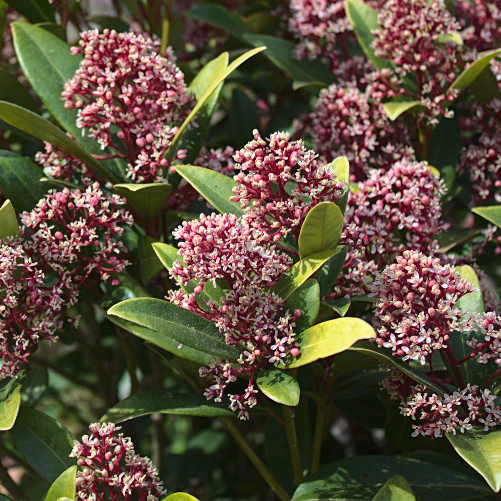 Skimmia japonica Rubella, 30 cm hoog, gezonde plant