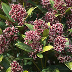 Skimmia japonica Rubella, 30 cm hoog, gezonde plant