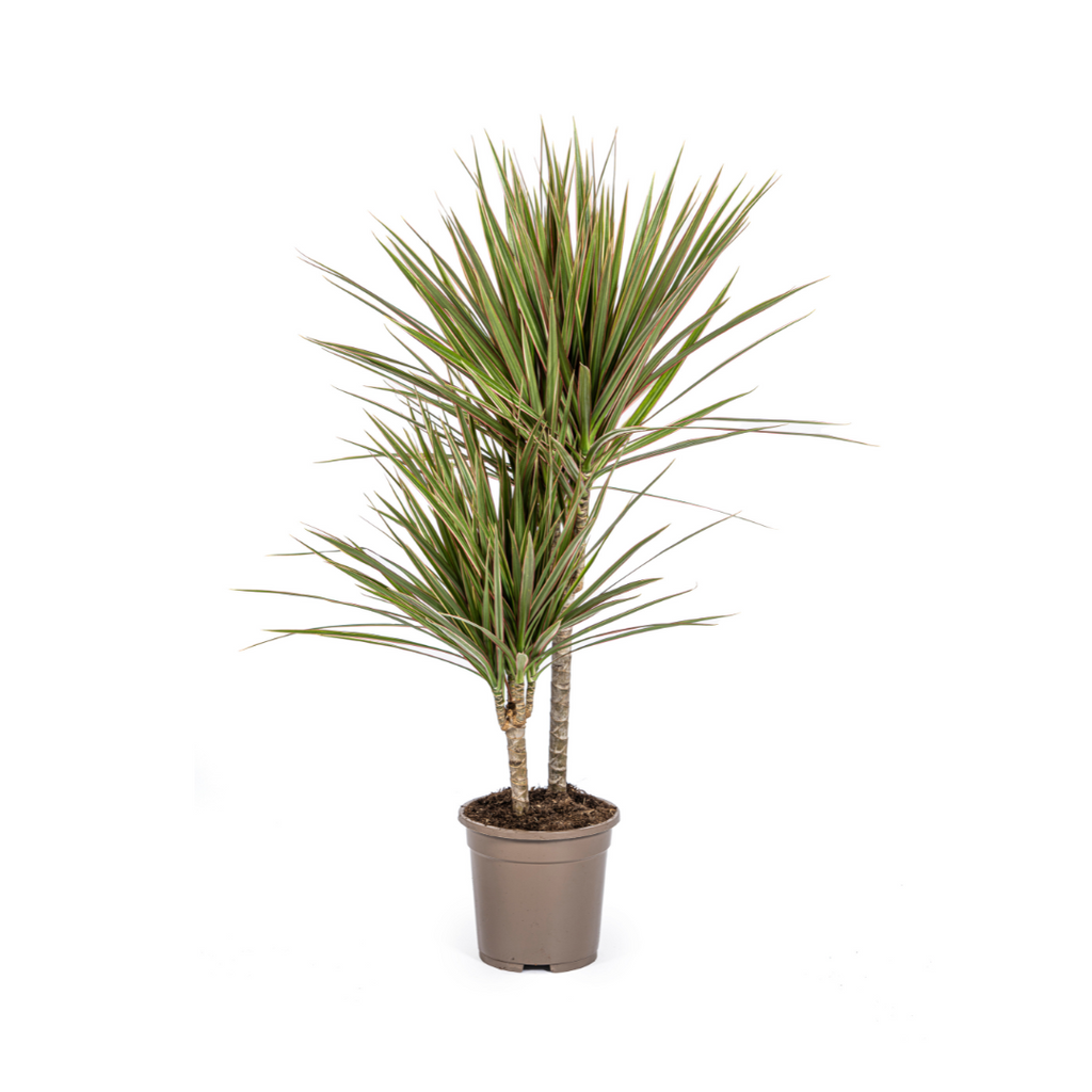 Dracaena Marginata Bicolor, detail van het blad