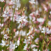 Gaura l. &