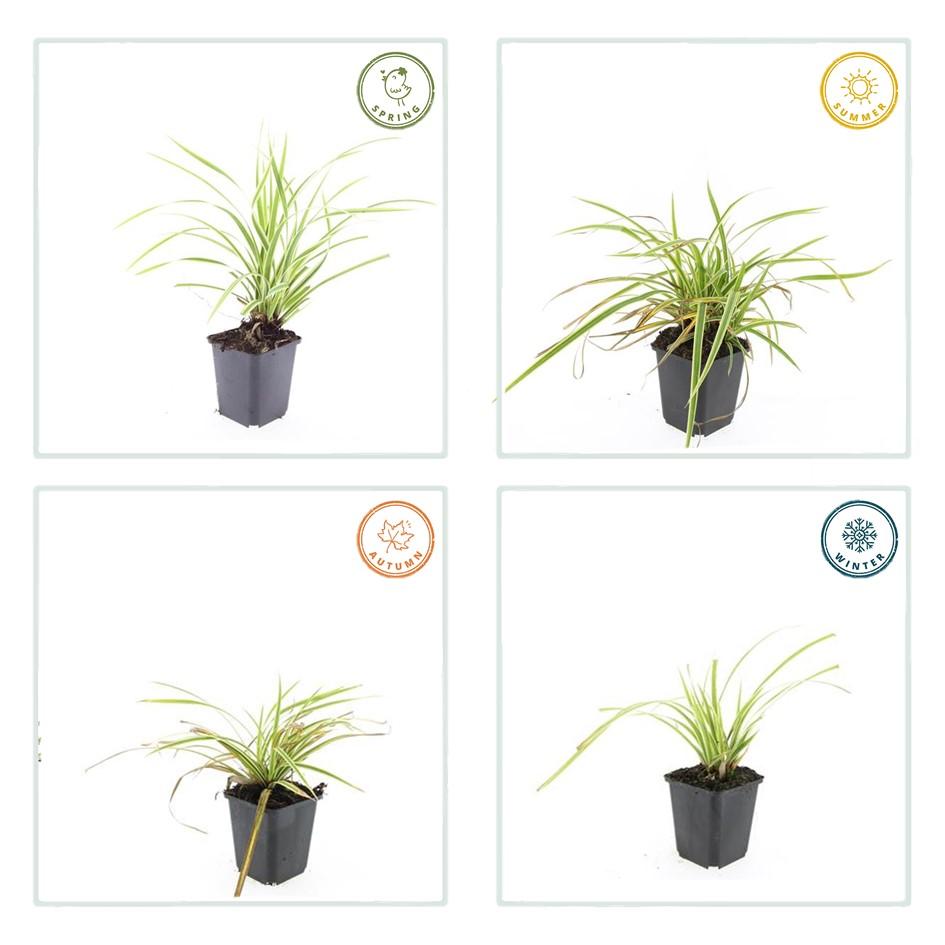 Carex morrowii 'Aureovariegata', groene bladeren