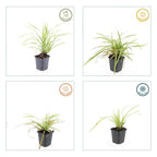 Carex morrowii 'Aureovariegata', groene bladeren