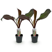 Bananenplant Ensete ventricosum Maurelli, 30 cm hoog