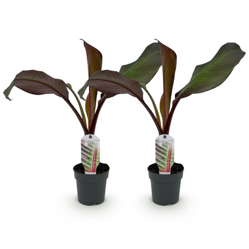 Bananenplant Ensete ventricosum Maurelli, 30 cm hoog, detail van het blad