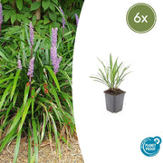 Liriope muscari &