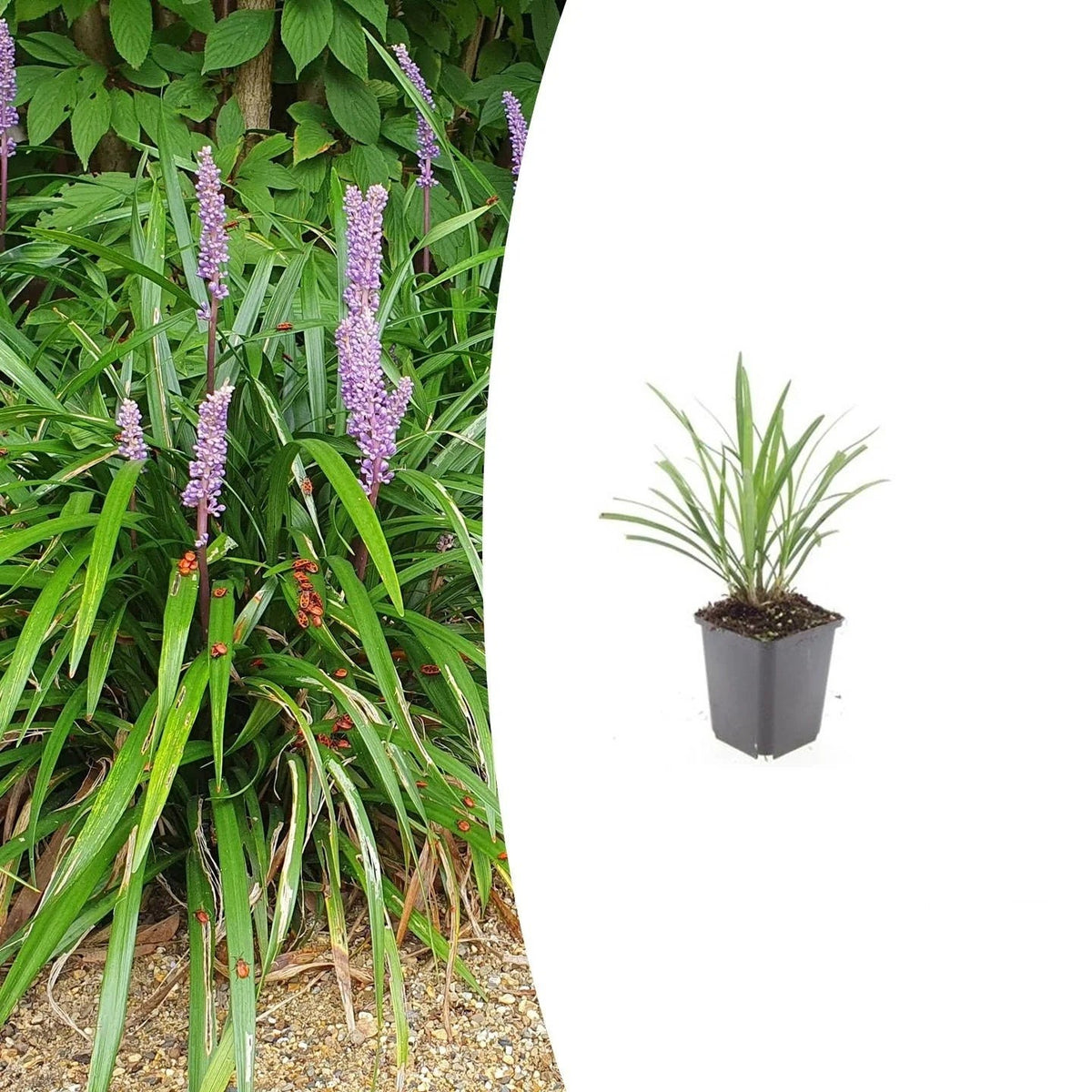 Liriope muscari 'Ingwersen', 15 cm hoog, detail van het blad
