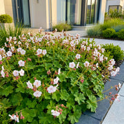 Geranium macr. Spessart - Ooievaarsbek - Bodembedekkend - Wit-Roze
