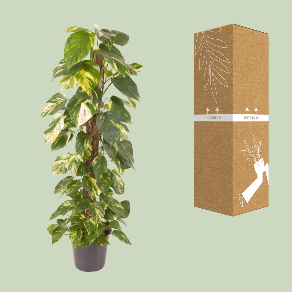 Detailfoto van Epipremnum Pinnatum