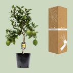 Detailfoto van Citrus Lemon