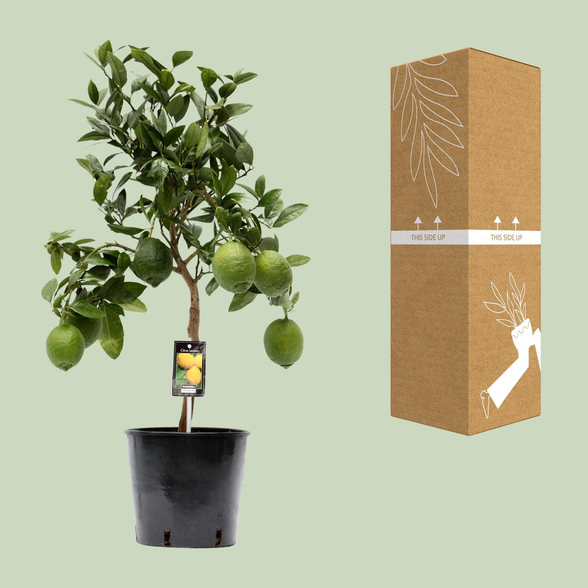 Detailfoto van Citrus Lemon