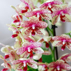 Oranje orchidee Grosetto met sierpot, vers van de kweker, groeiwijze van de plant