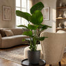 Strelitzia Nicolai met grijze pot