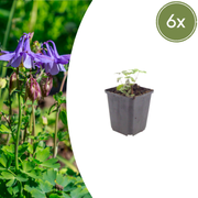 Aquilegia vulgaris