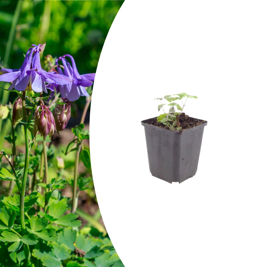 Aquilegia vulgaris, gezonde plant