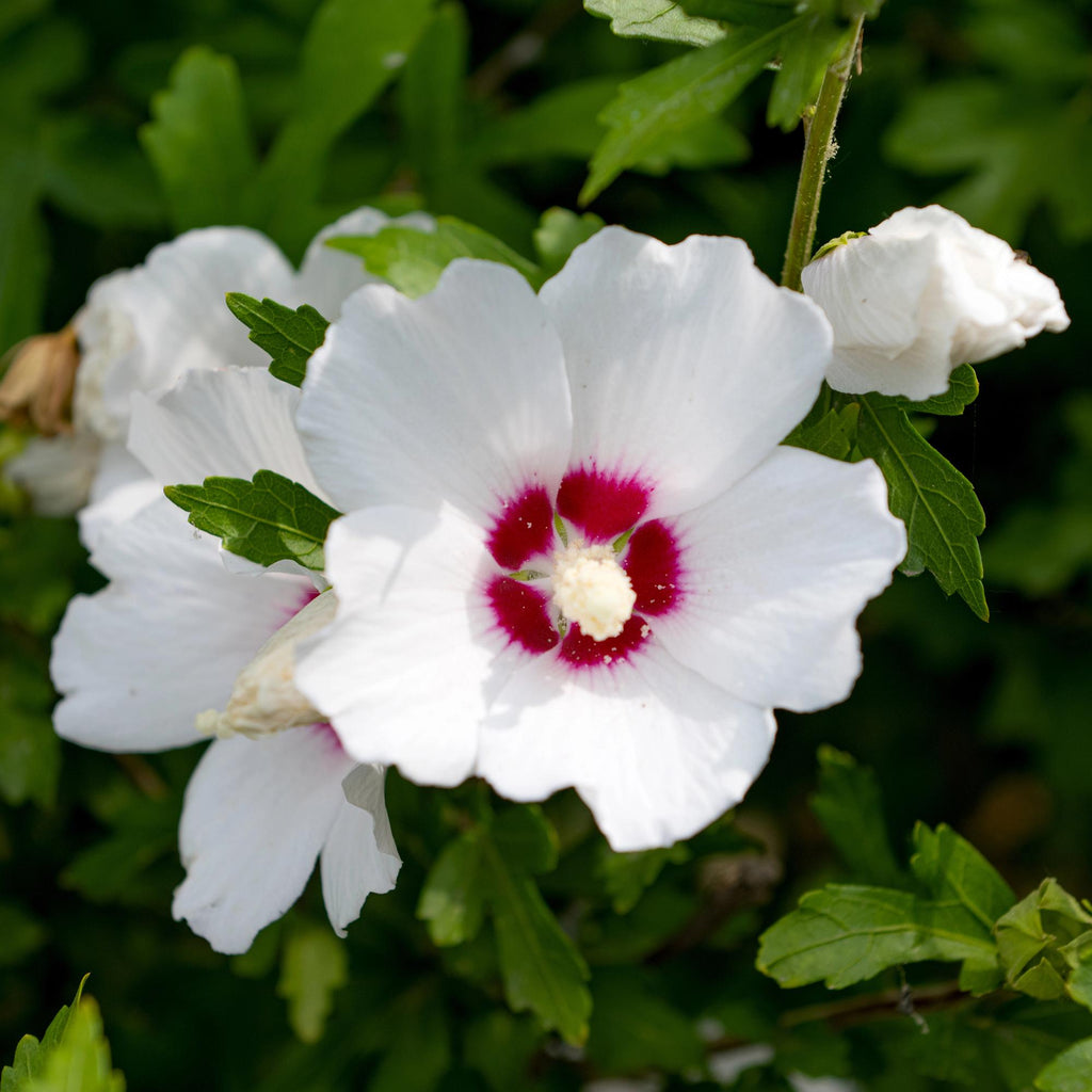 Hibiscus syriacus Red Heart, kenmerkend blad