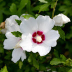 Hibiscus syriacus Red Heart, kenmerkend blad
