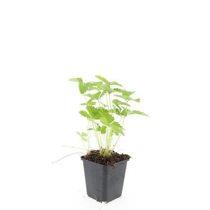 Fragaria vesca, kenmerkend blad