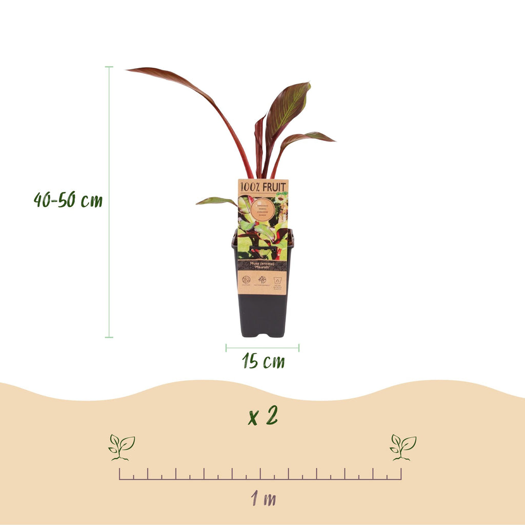 Sierbananenboom Musa Ensete Maurelli, groene bladeren