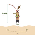 Sierbananenboom Musa Ensete Maurelli, groene bladeren