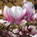 Magnolia soulangeana, plant in pot