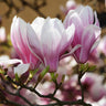 Magnolia soulangeana