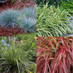 4x Festuca glauca Intense Blue, plant in pot