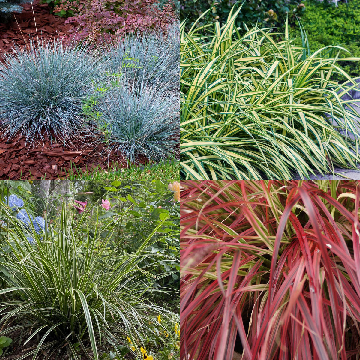 4x Festuca glauca Intense Blue, plant in pot