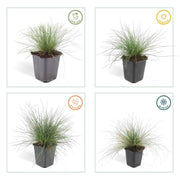 48x Festuca glauca &