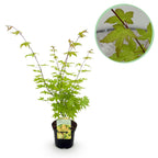 Japanse esdoorn Acer palmatum Summergold, kenmerkend blad