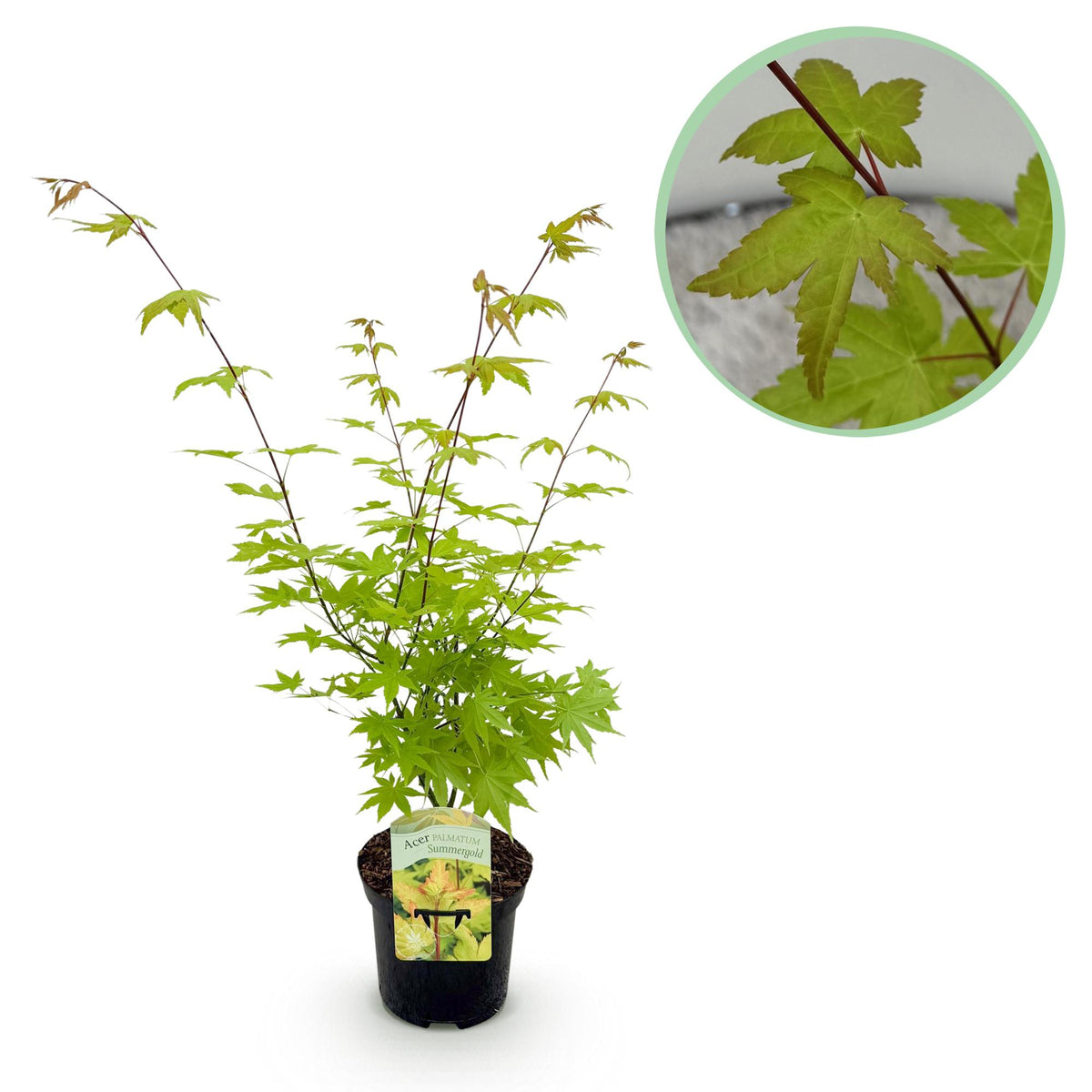 Japanse esdoorn Acer palmatum Summergold, kenmerkend blad