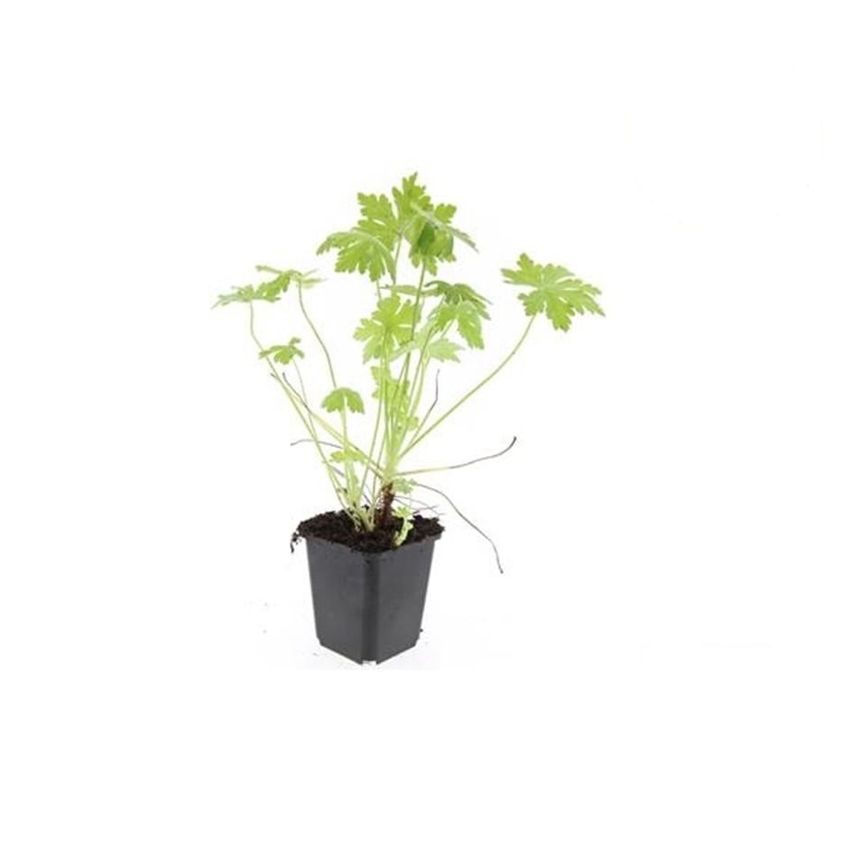 Geranium macrorrhizum, groene bladeren