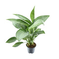 Aglaonema Silverado, plant in pot
